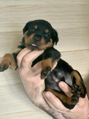 CHIOT 5
