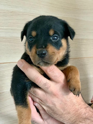 CHIOT 6