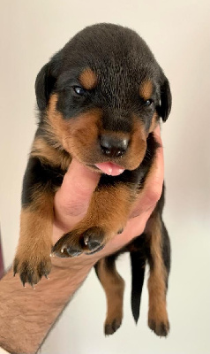CHIOT 2