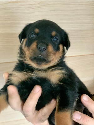 CHIOT 3