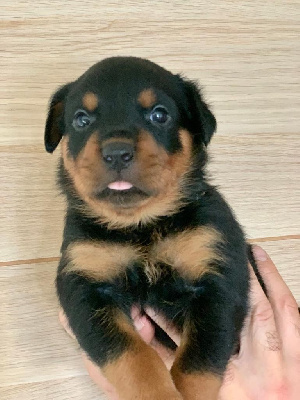 CHIOT 1