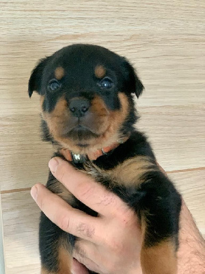CHIOT 4