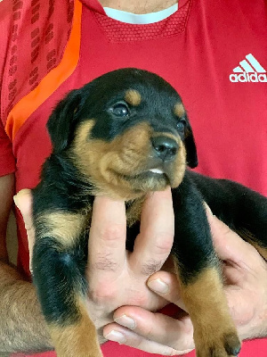CHIOT 9