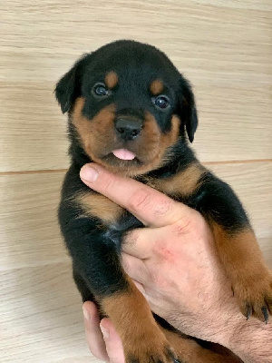 CHIOT 7