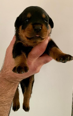 CHIOT 10