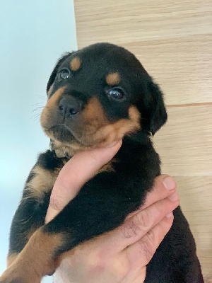 CHIOT 8